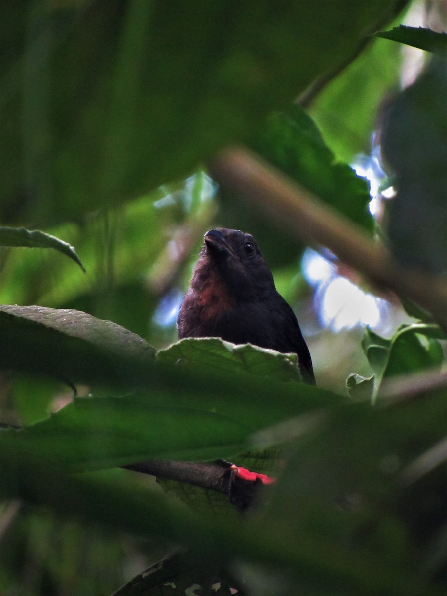 Sooty Ant-Tanager - ML620011410