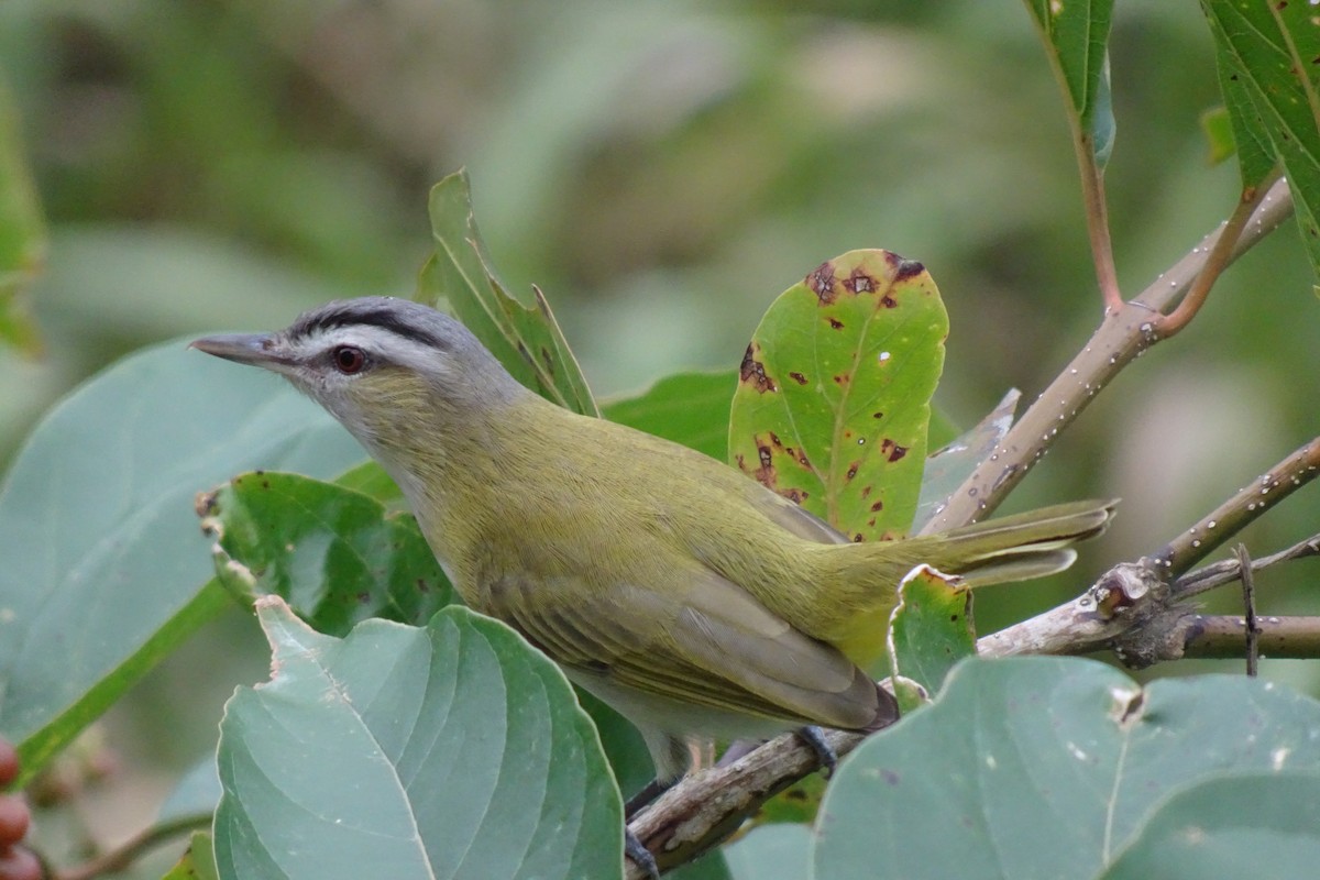 Vireo Chiví - ML620011442