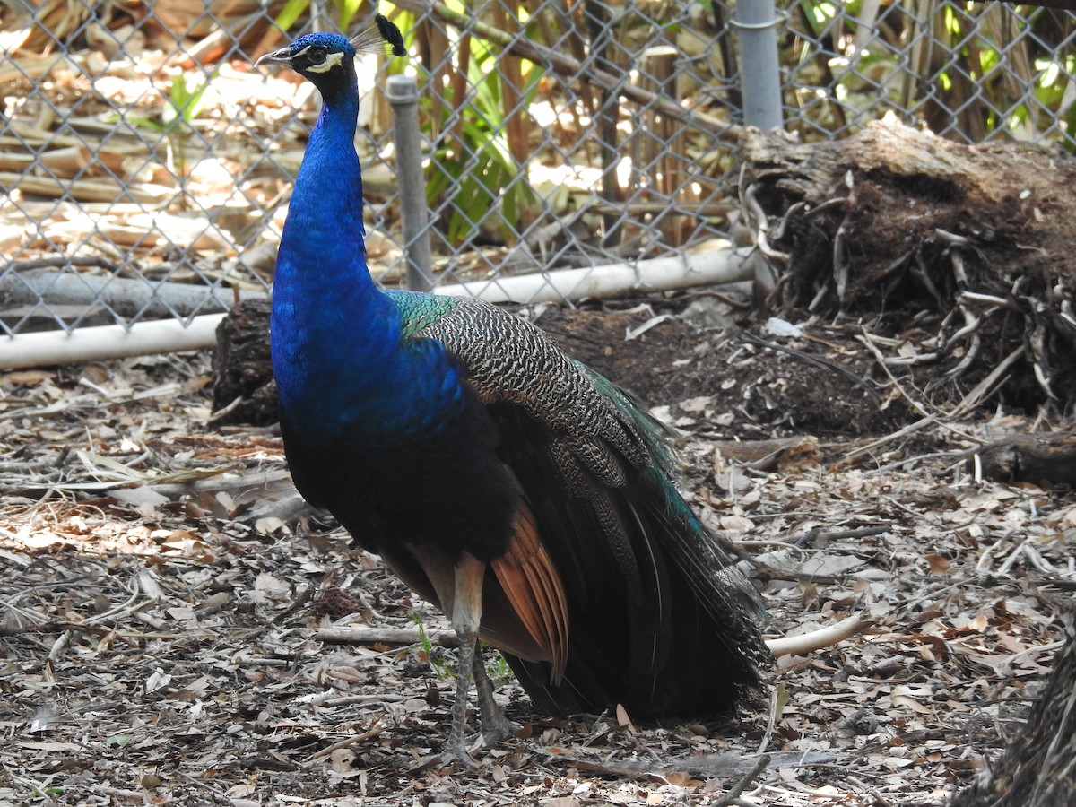 Indian Peafowl - ML620011444