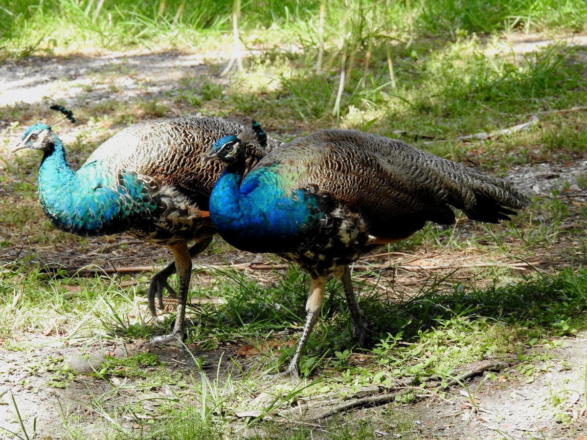 Pavo Real Común - ML620011445