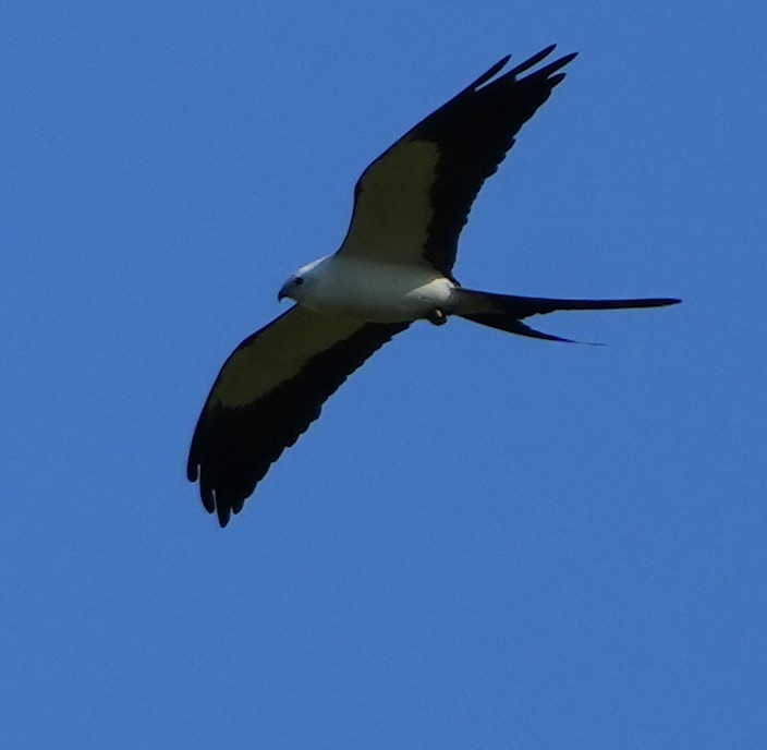 Swallow-tailed Kite - ML620011461