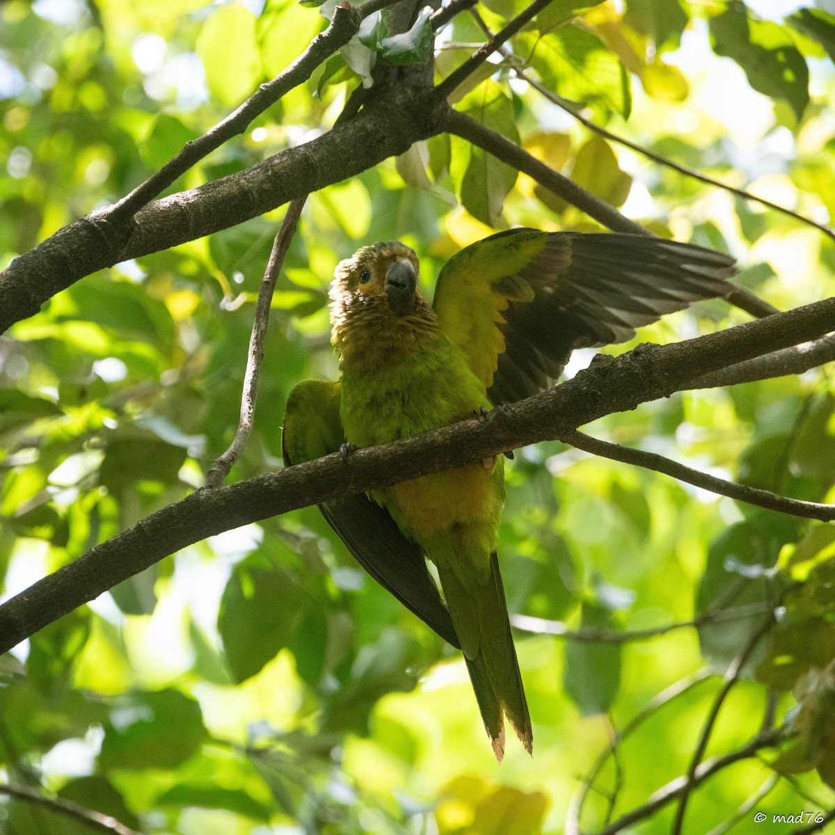 Brown-throated Parakeet - ML620011489