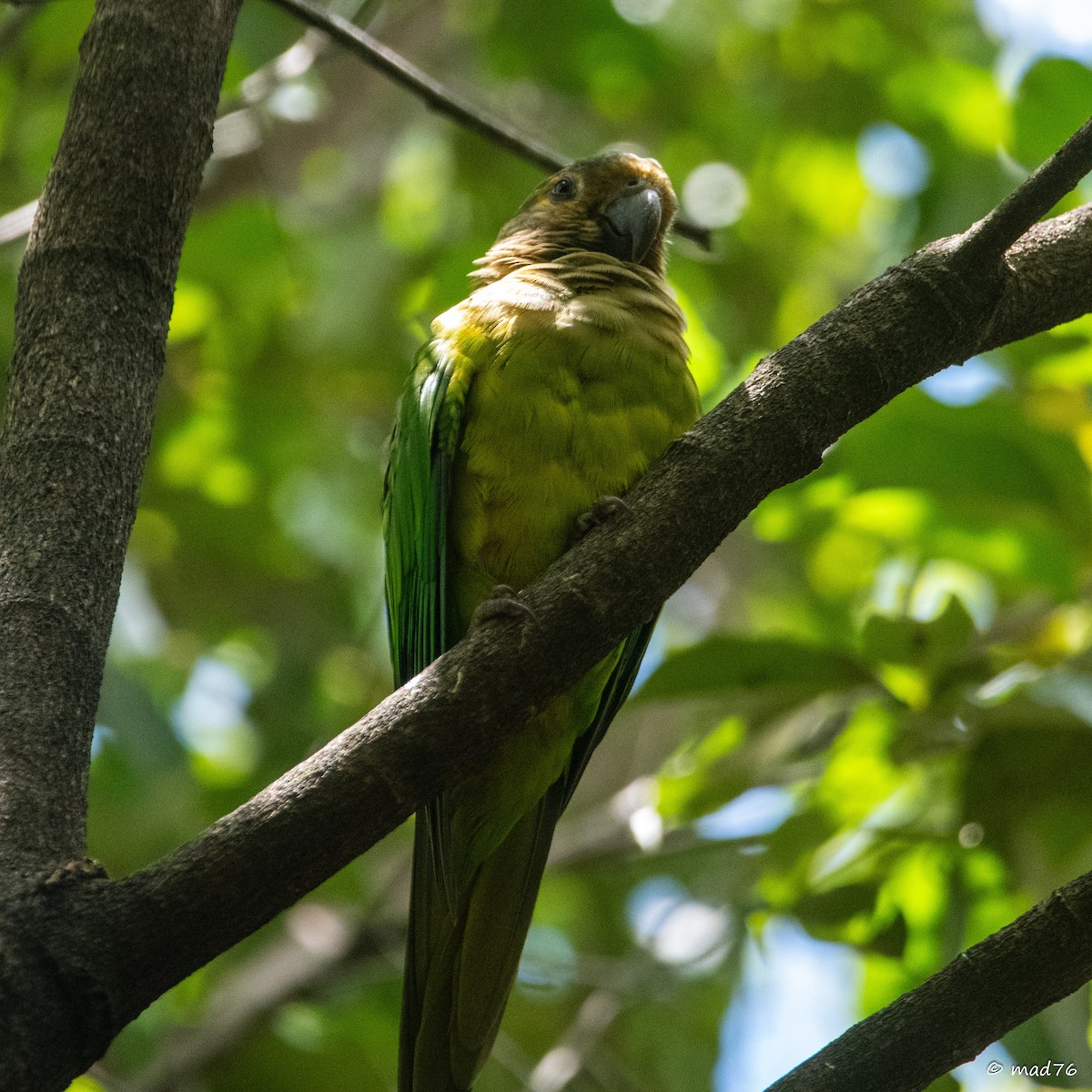 Brown-throated Parakeet - ML620011492