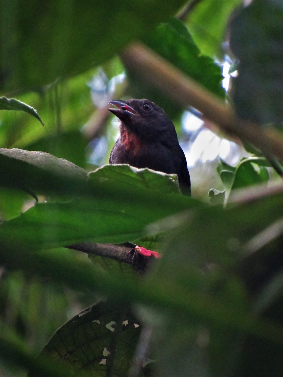 Sooty Ant-Tanager - ML620011498