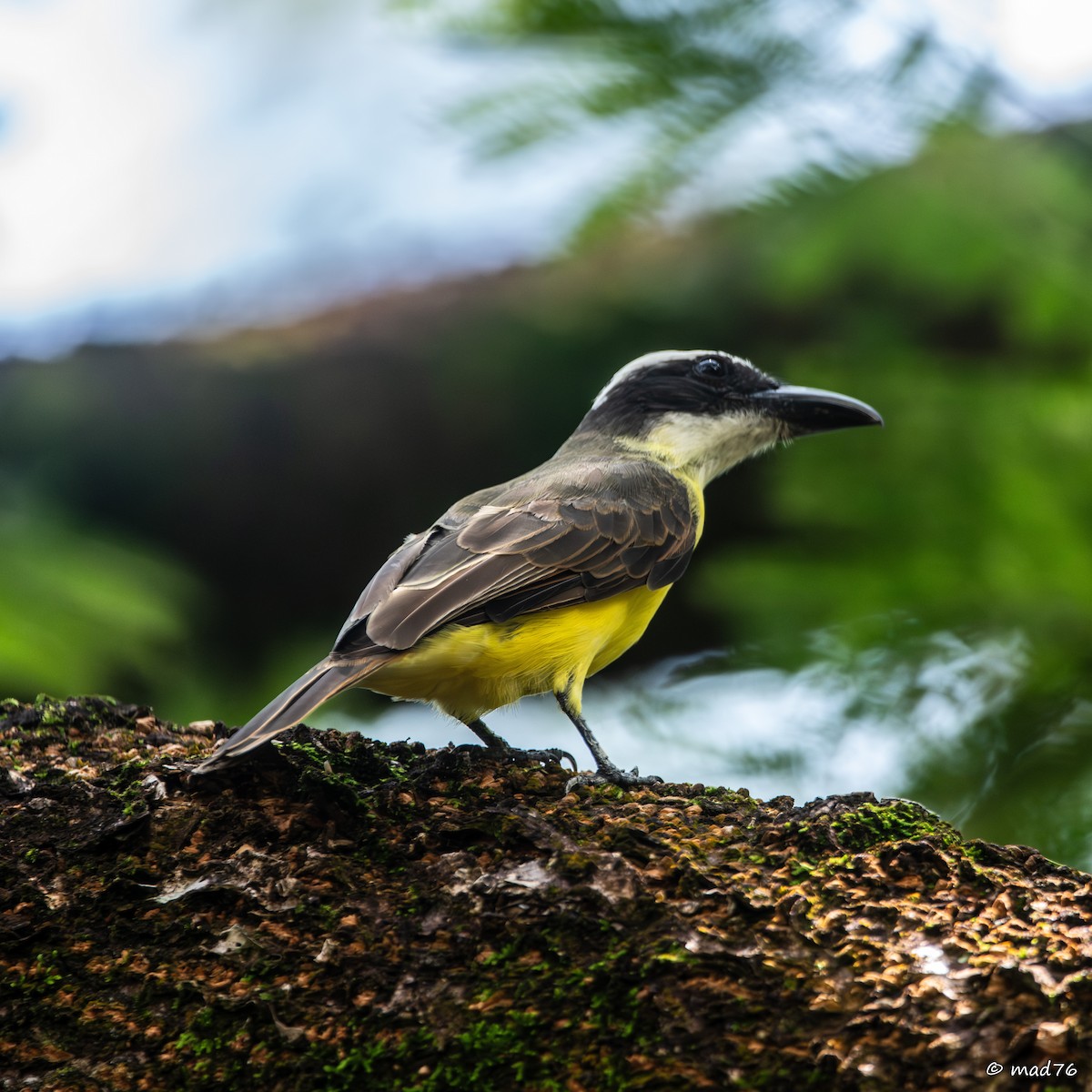 Boat-billed Flycatcher - ML620011502