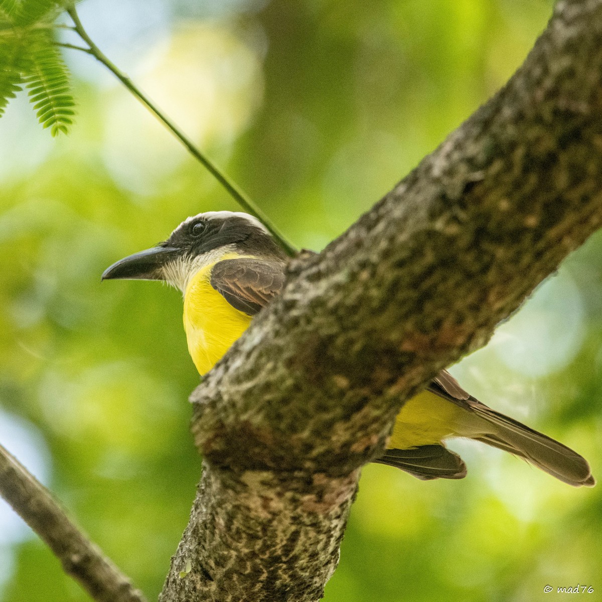 Boat-billed Flycatcher - ML620011503