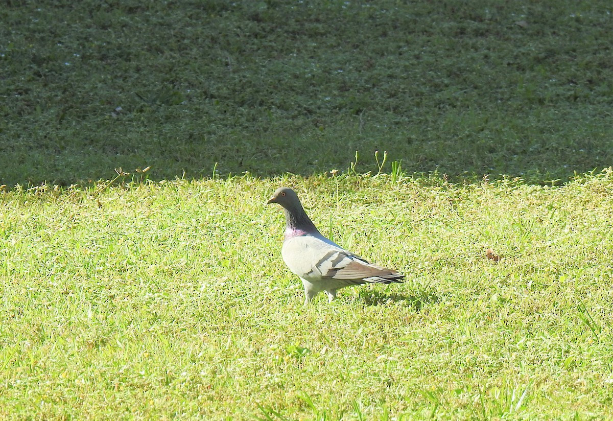Rock Pigeon (Feral Pigeon) - ML620011523
