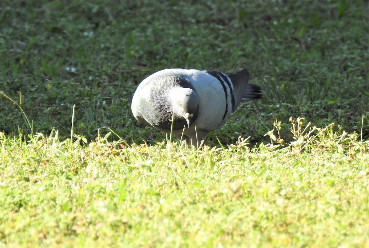 Rock Pigeon (Feral Pigeon) - ML620011526