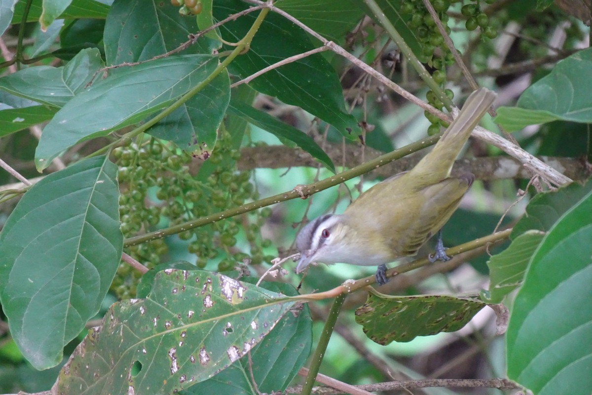 brunøyevireo - ML620011538