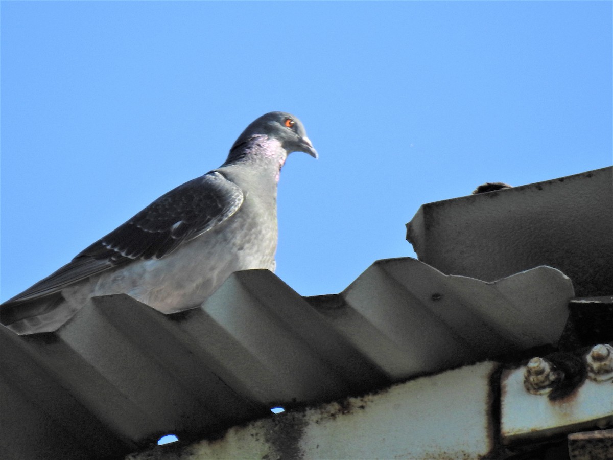 Сизый голубь (Одомашненного типа) - ML620011539