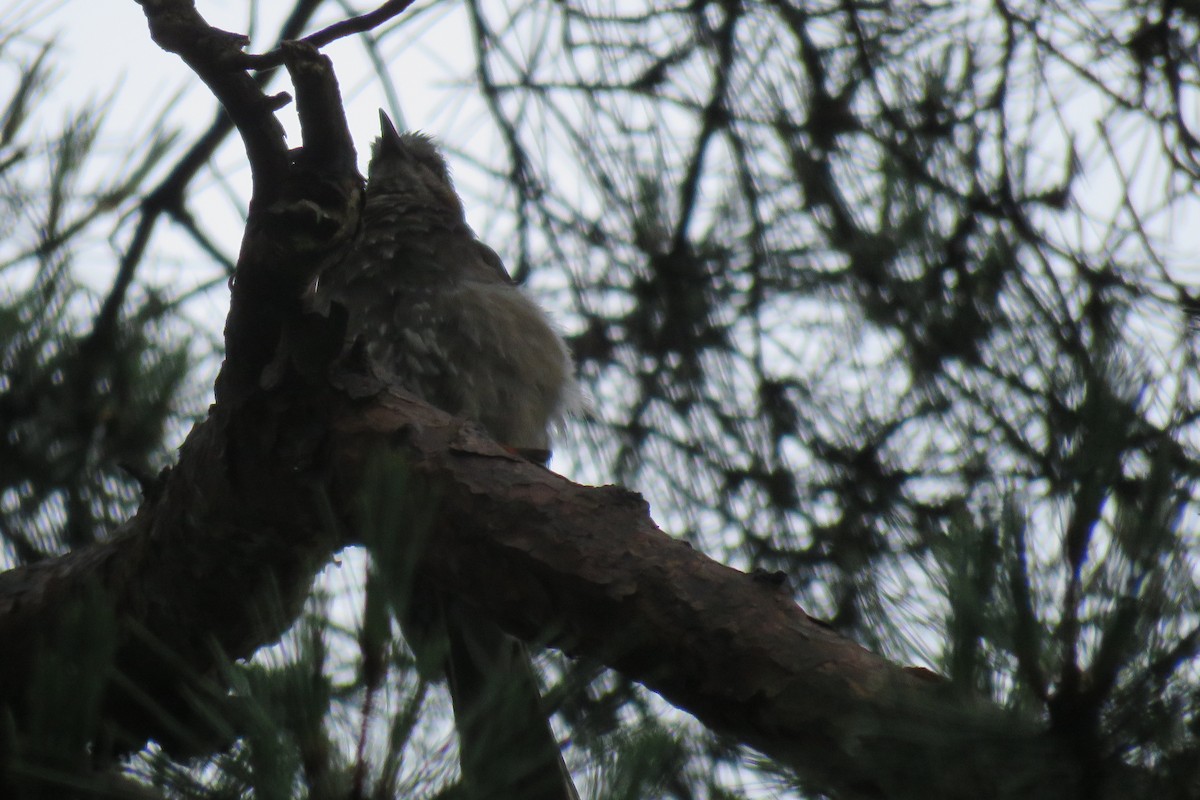 Great Spotted Woodpecker - ML620011547