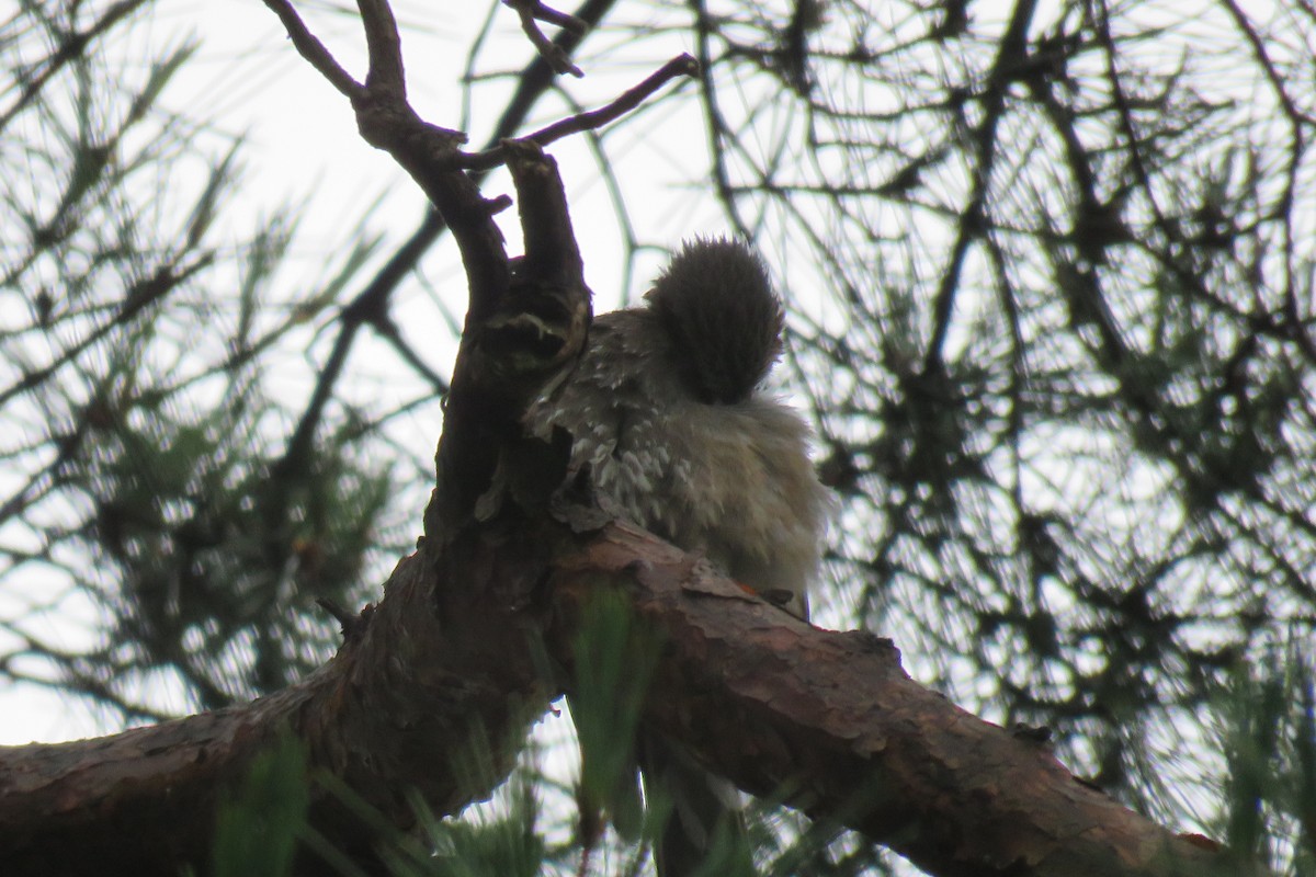 Great Spotted Woodpecker - ML620011553