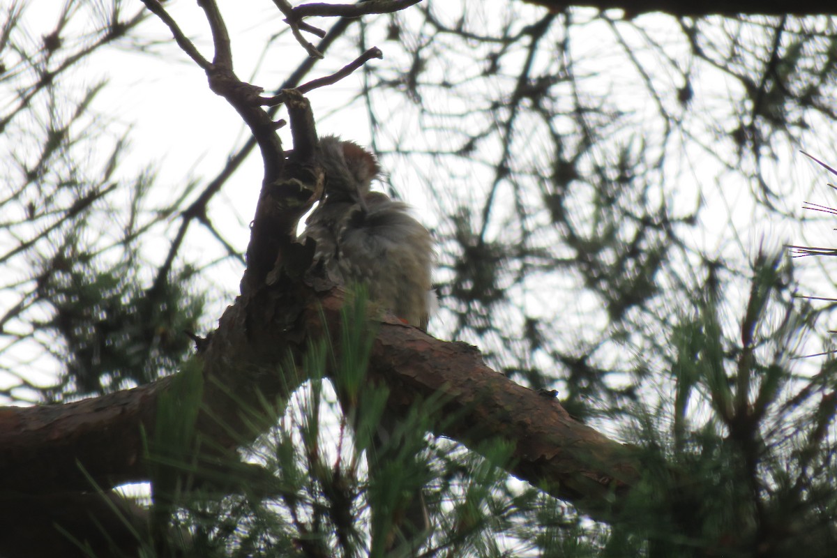 Great Spotted Woodpecker - ML620011554