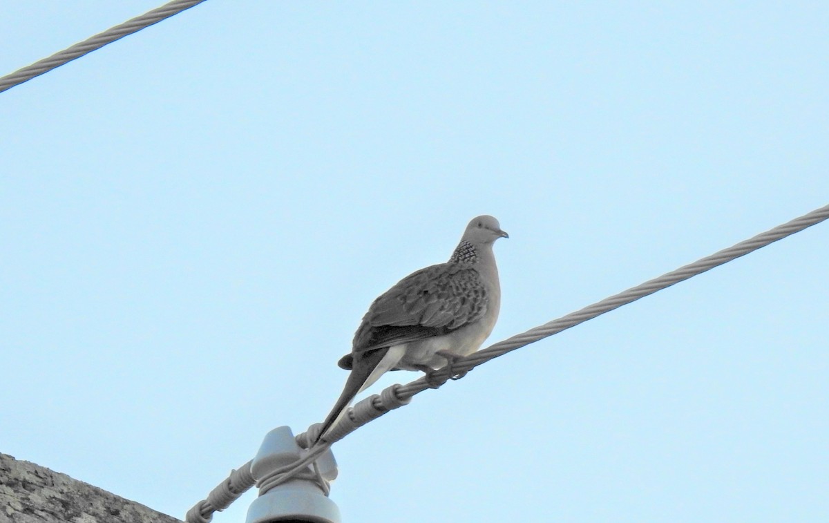 Spotted Dove - ML620011565