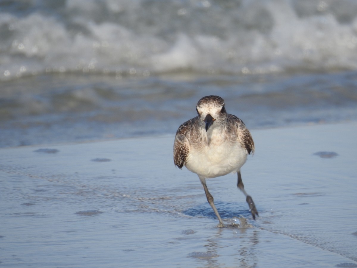 Black-bellied Plover - ML620011571