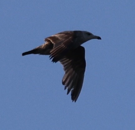 Herring Gull (American) - ML620011572