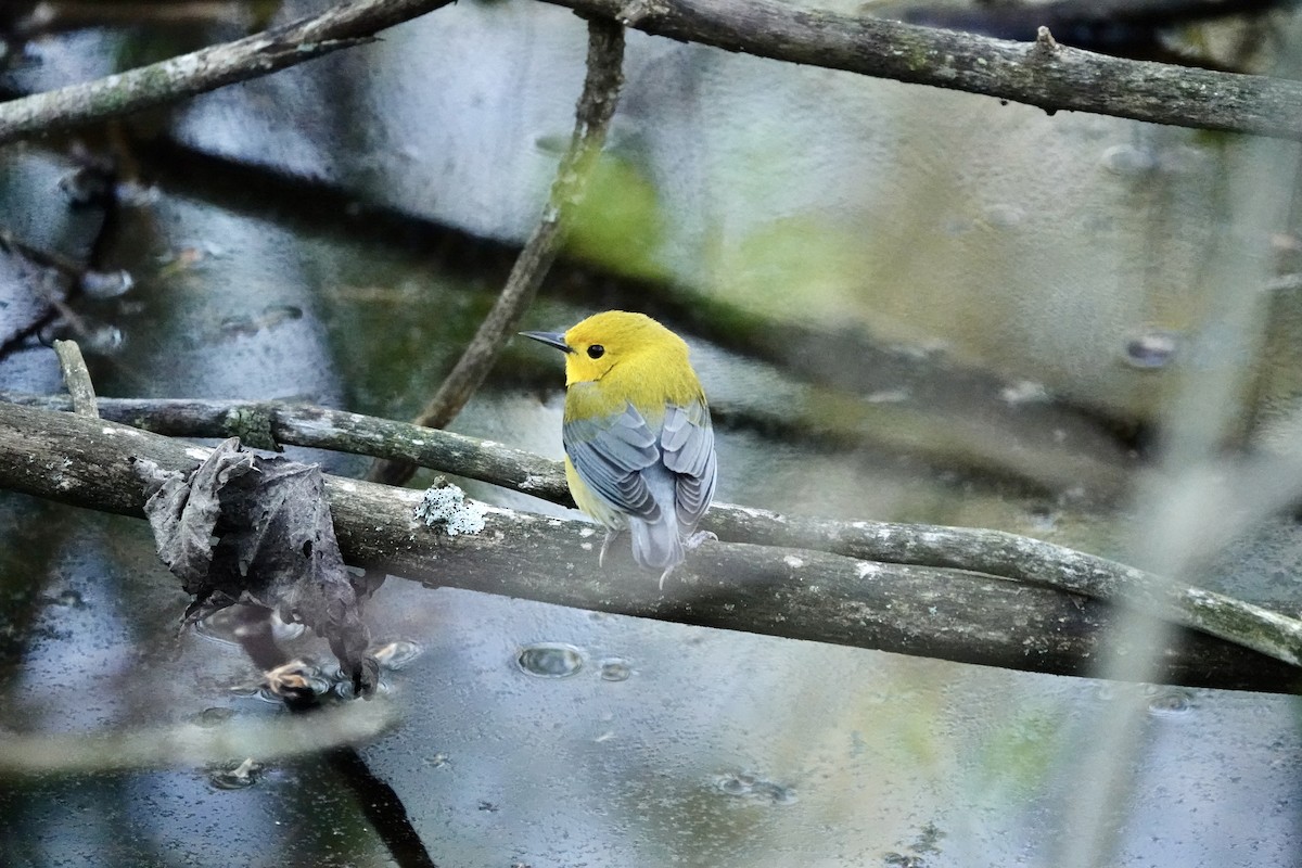 Prothonotary Warbler - ML620011574