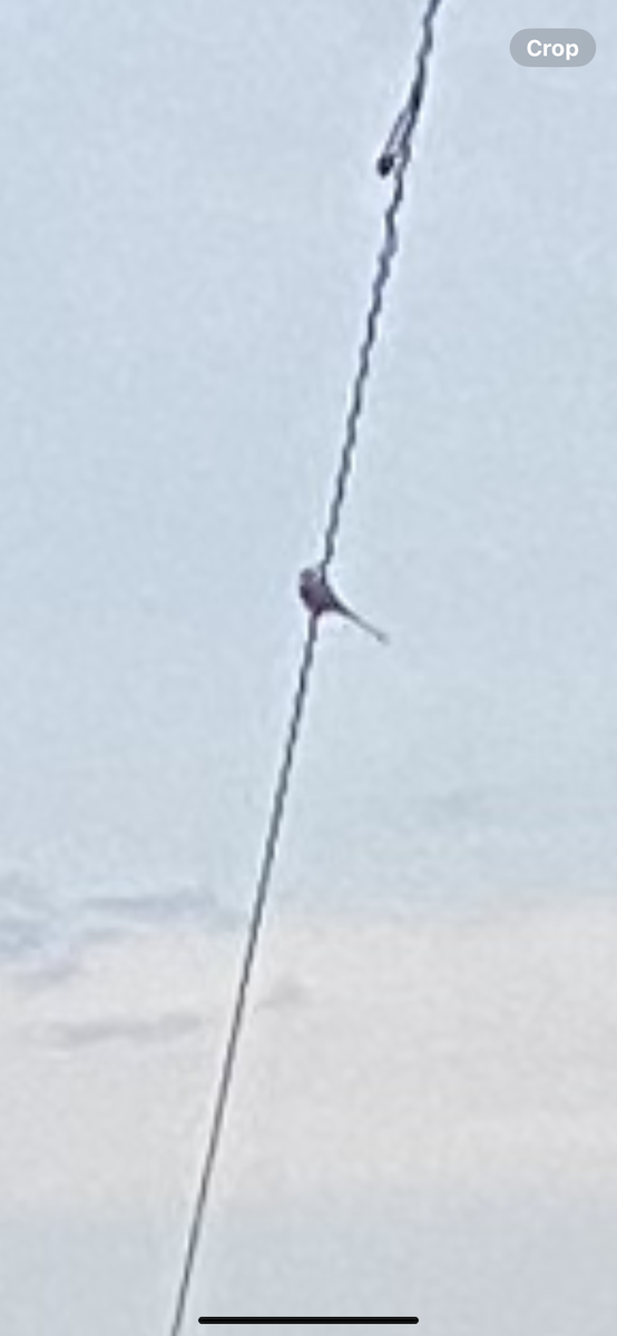 Scissor-tailed Flycatcher - ML620011575