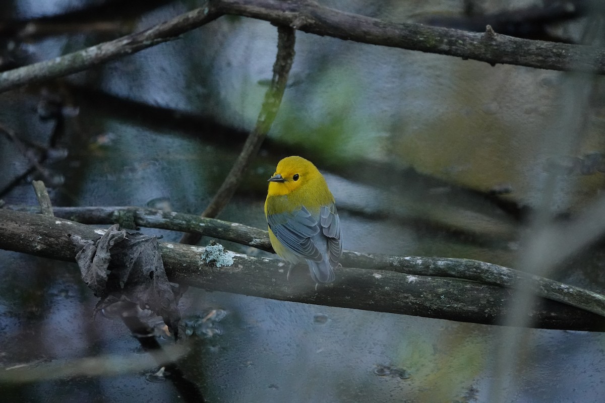 Prothonotary Warbler - ML620011585