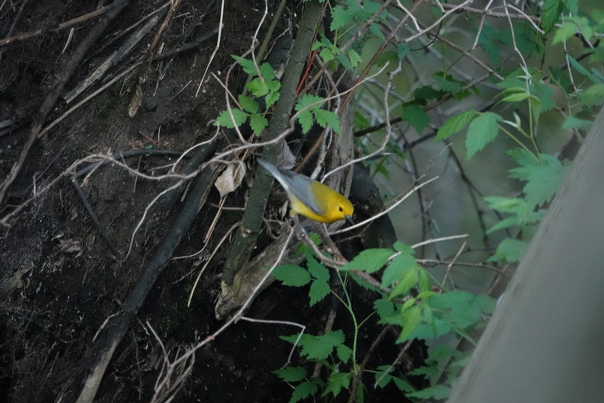 Prothonotary Warbler - ML620011598