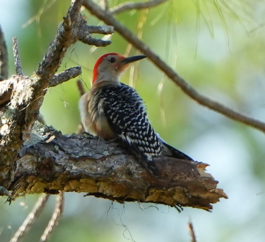 Red-bellied Woodpecker - ML620011612
