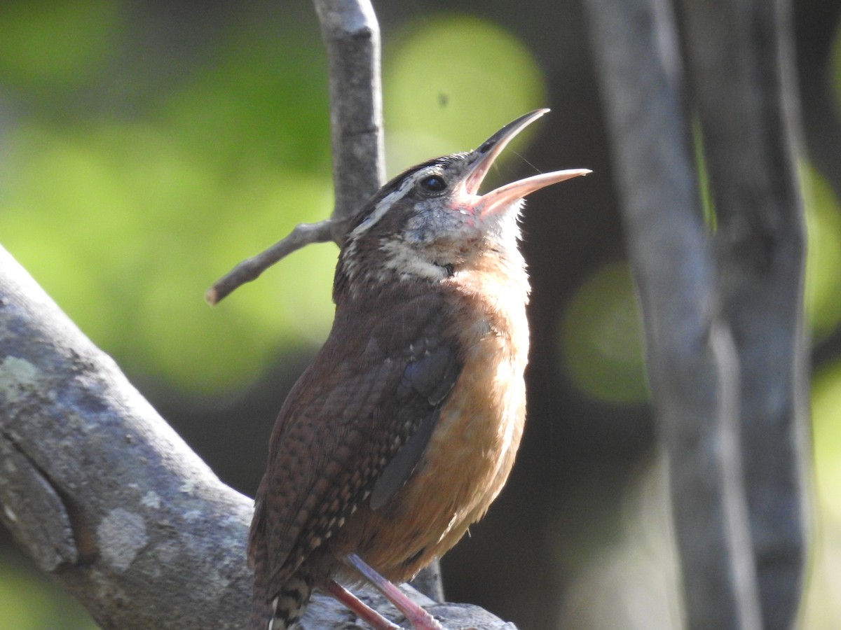 Carolina Wren - ML620011613