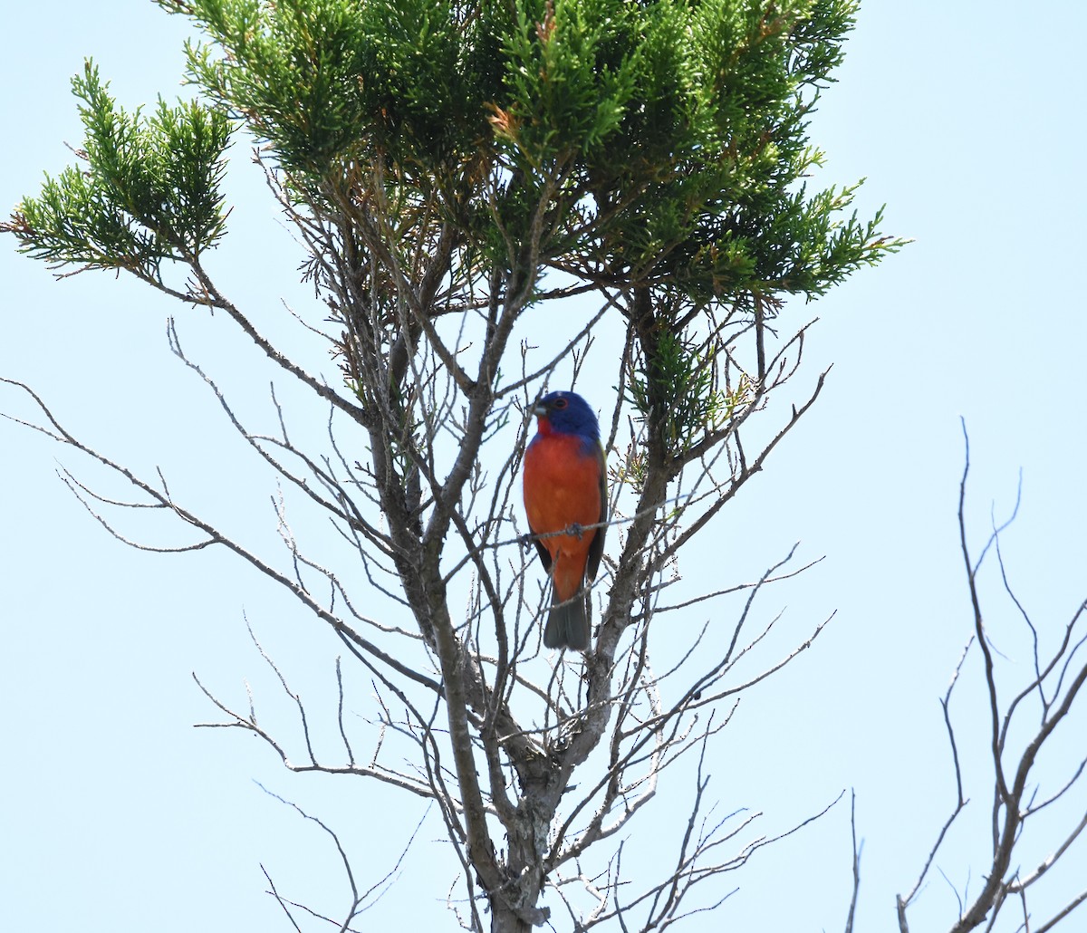 Painted Bunting - ML620011627