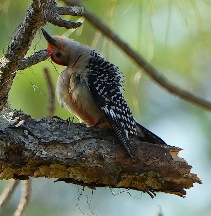 Red-bellied Woodpecker - ML620011628