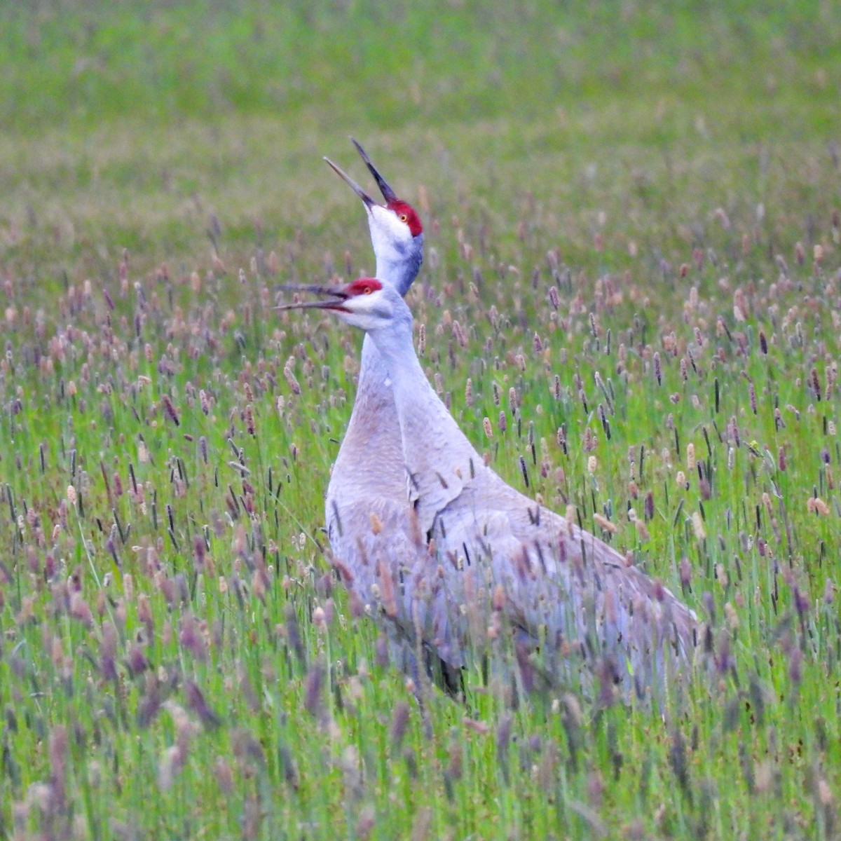 Sandhill Crane - ML620011632