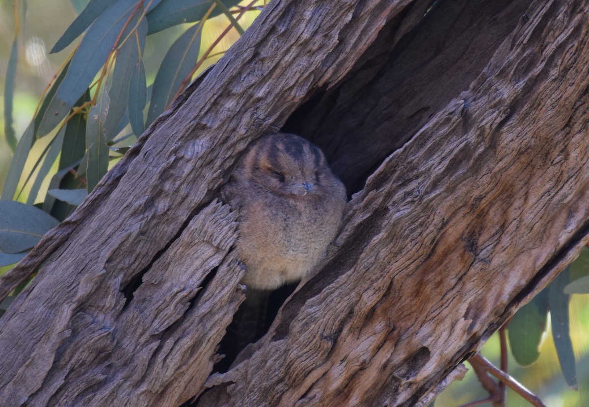 Australian Owlet-nightjar - ML620011633