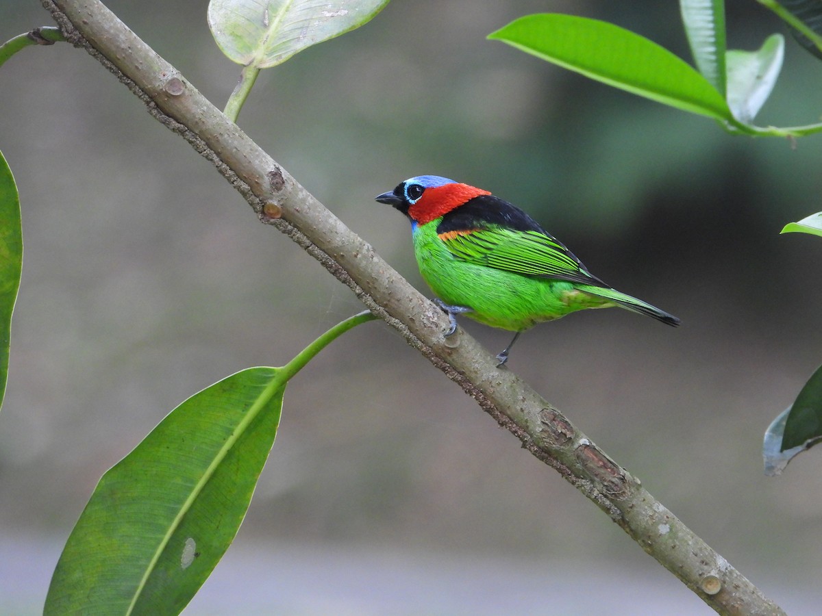 Red-necked Tanager - ML620011634