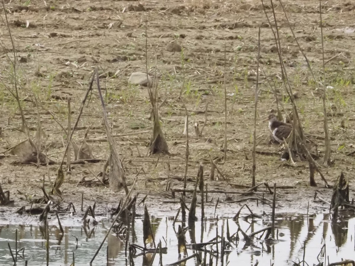 Spotted Sandpiper - ML620011641