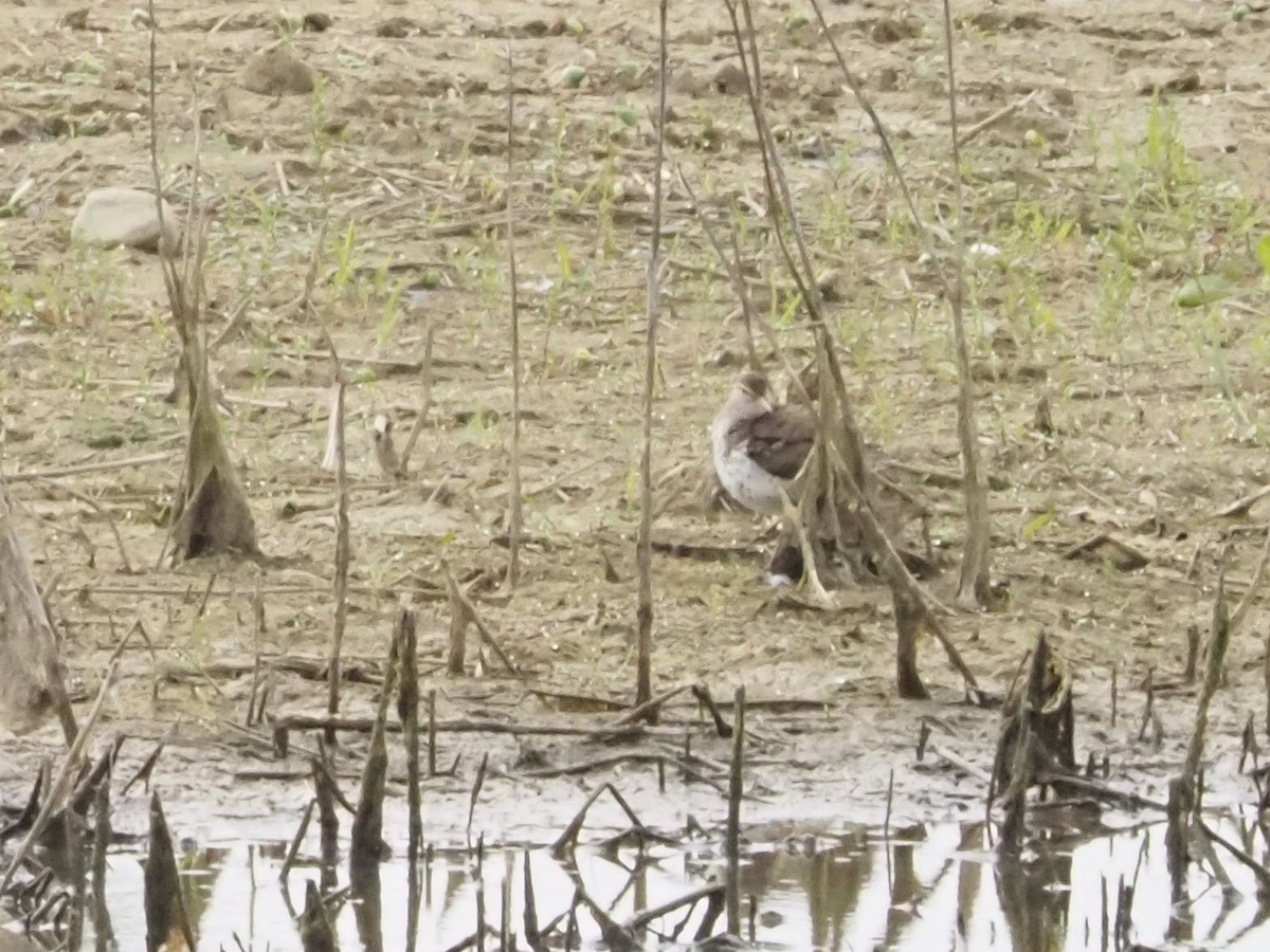 Spotted Sandpiper - ML620011648