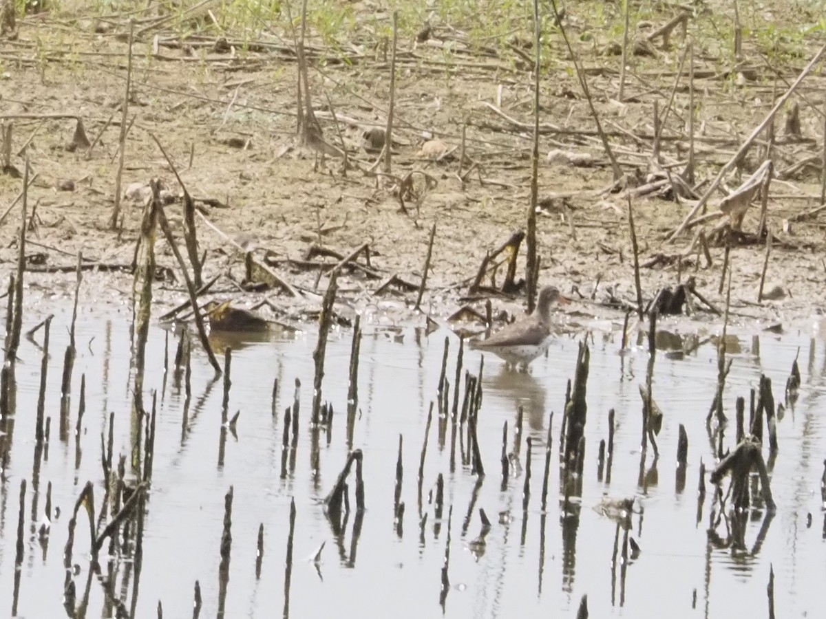 Spotted Sandpiper - ML620011650