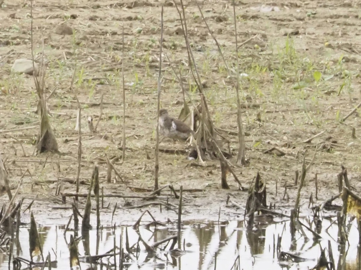 Spotted Sandpiper - ML620011651