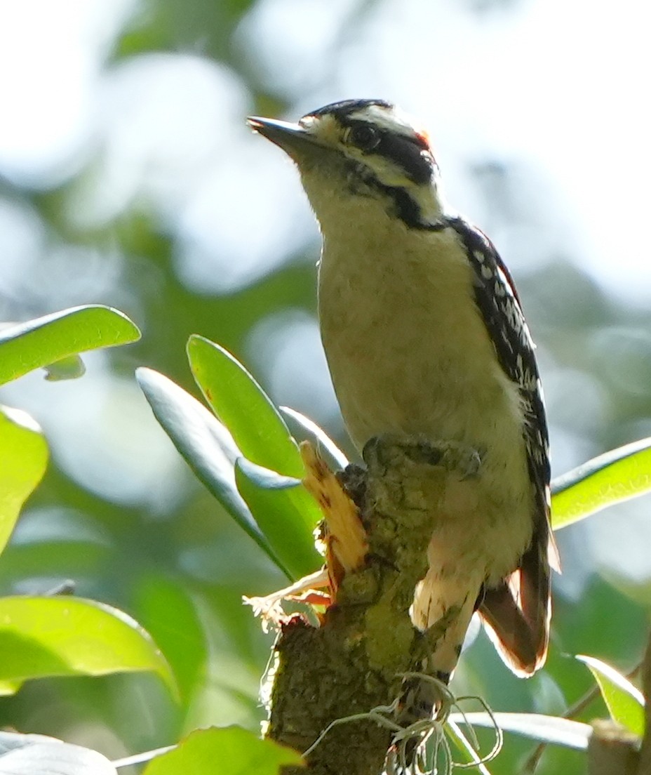 Downy Woodpecker - ML620011663