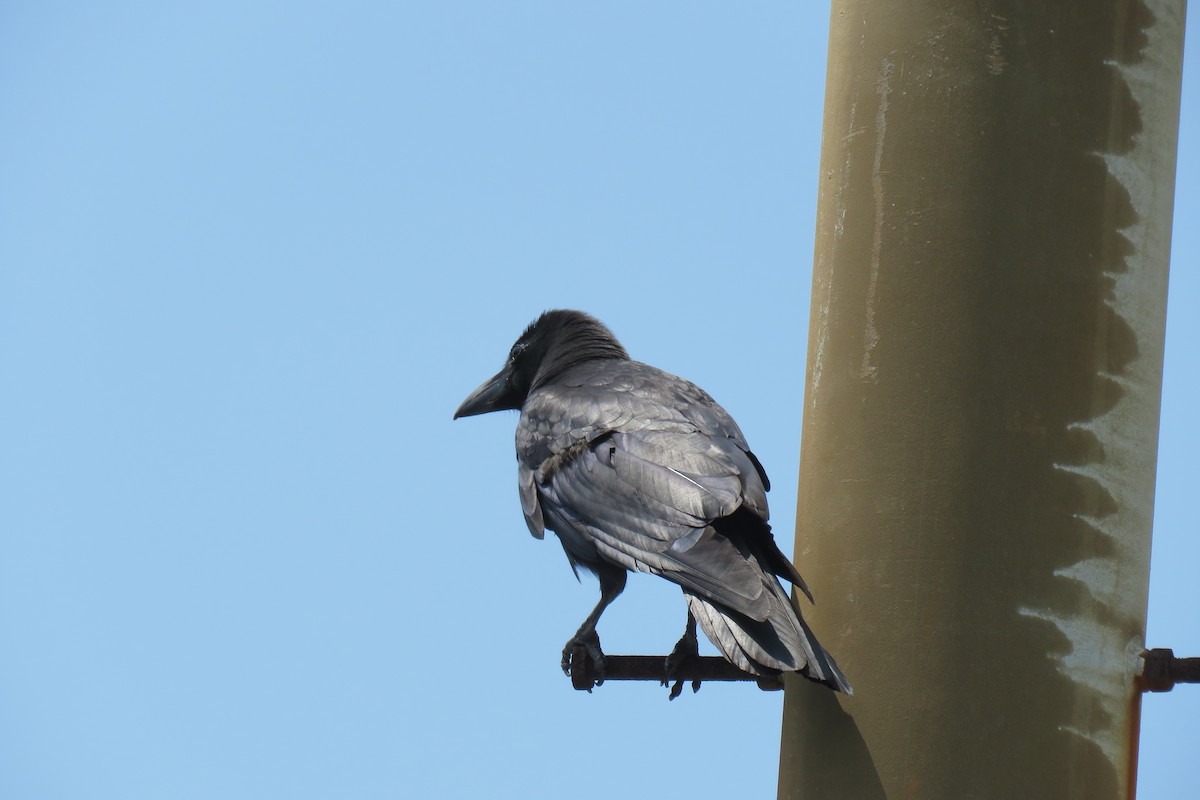 Large-billed Crow - ML620011668