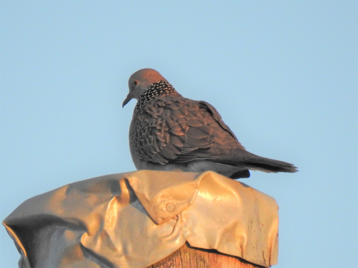 Spotted Dove - ML620011685