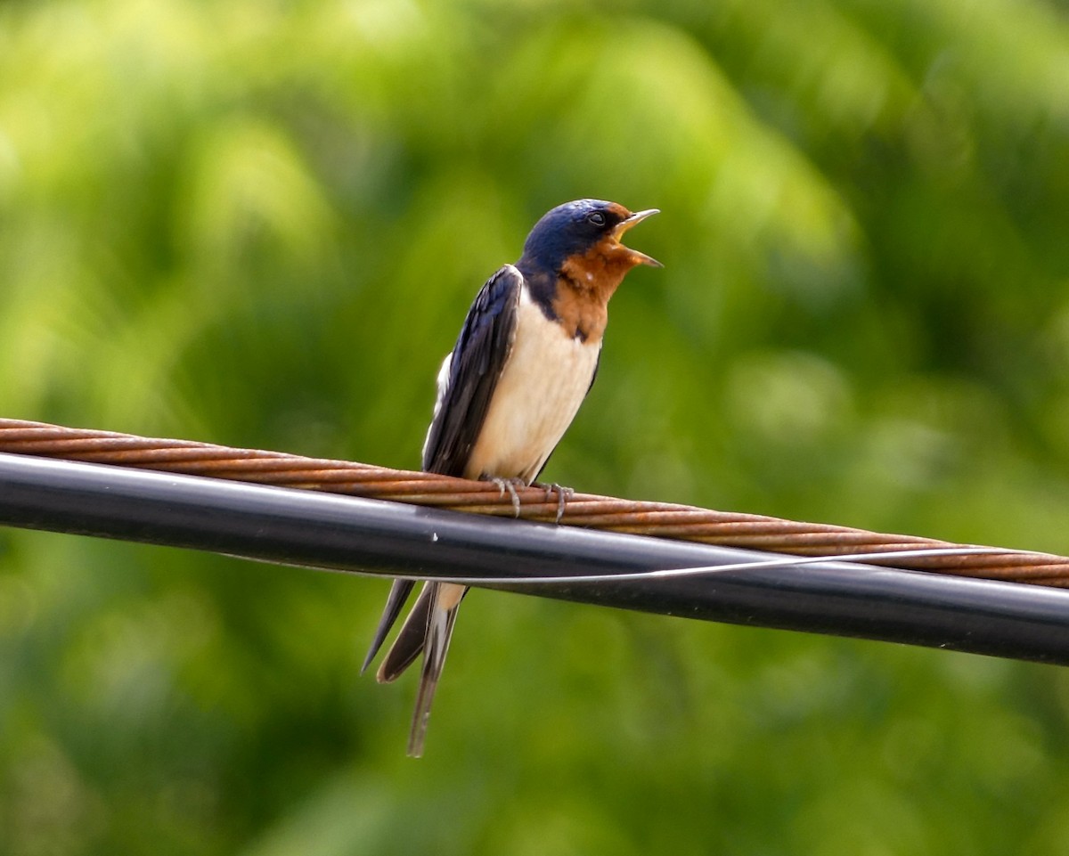 Barn Swallow - ML620011690