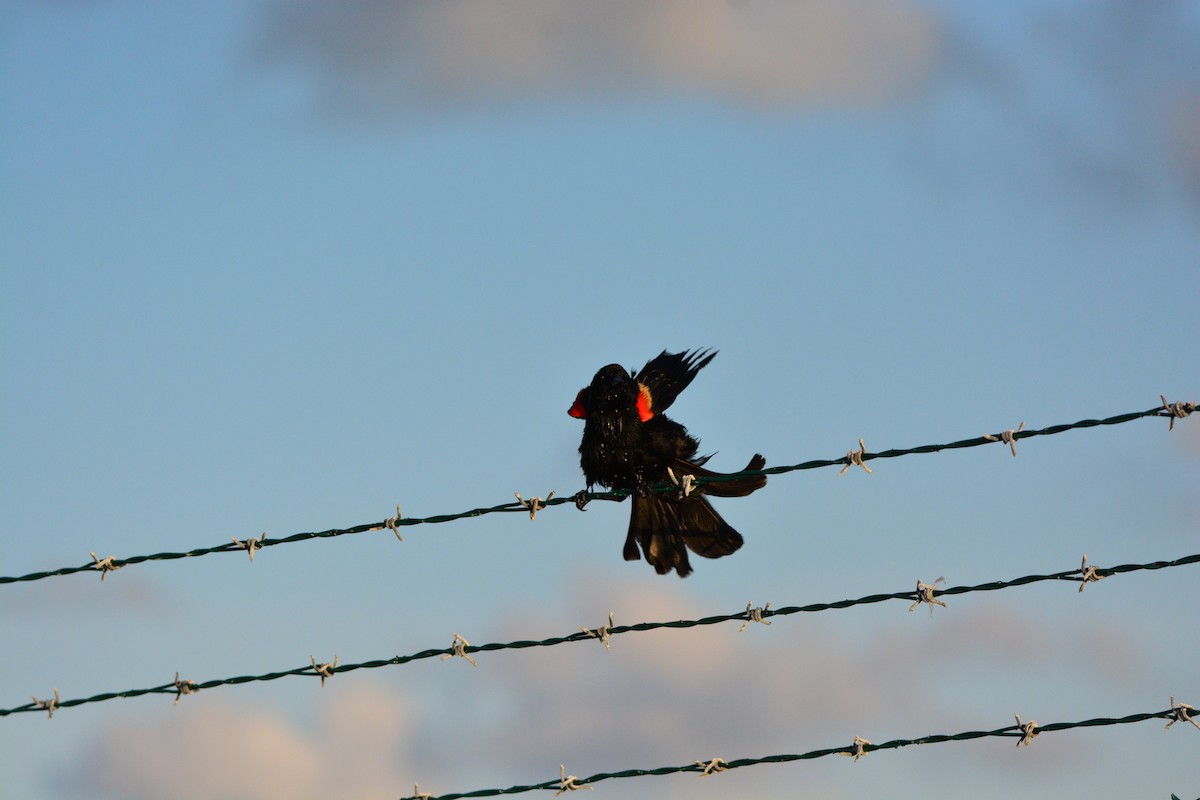 Red-winged Blackbird - ML620011698