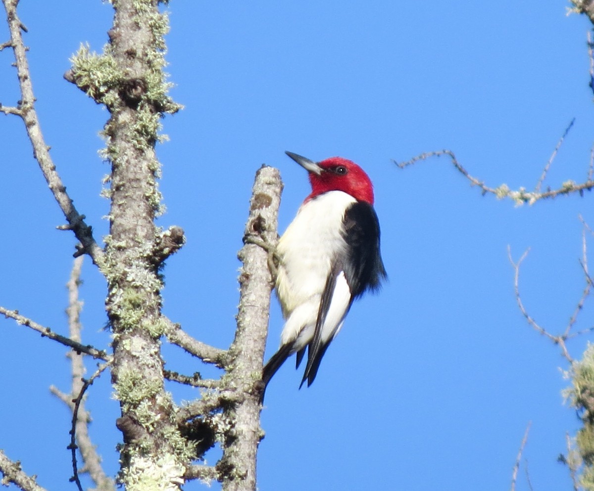 Red-headed Woodpecker - ML620011713