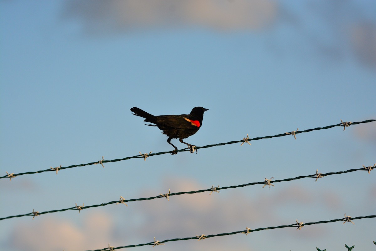 Red-winged Blackbird - ML620011732