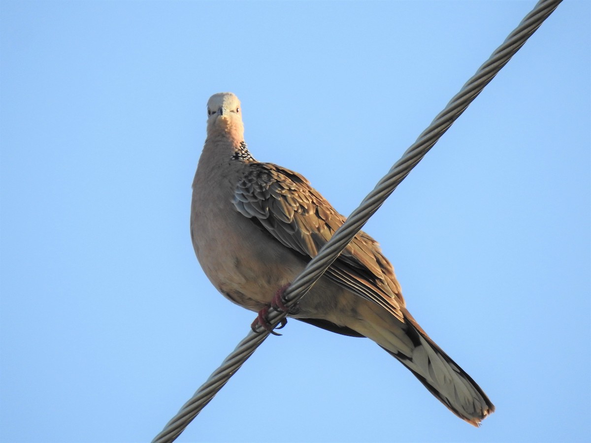 Spotted Dove - ML620011734