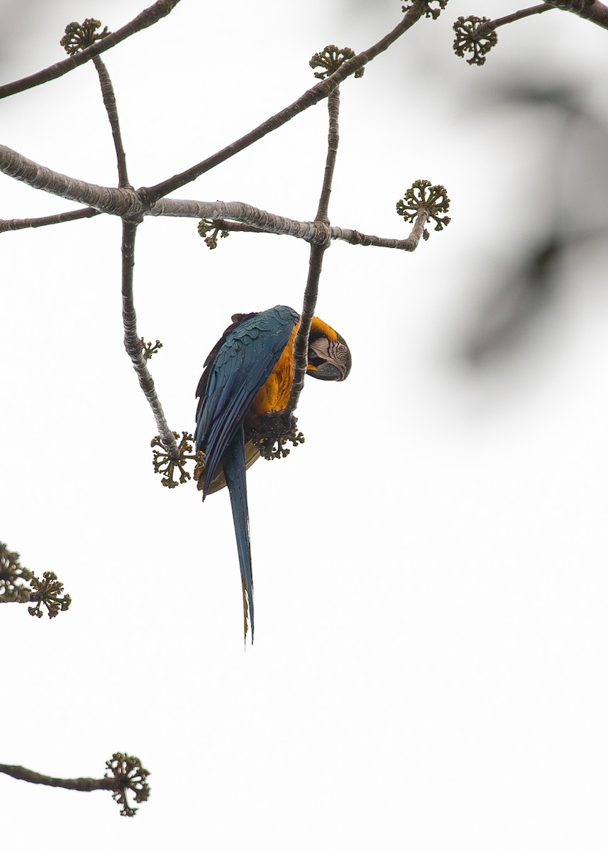 Blue-and-yellow Macaw - ML620011738