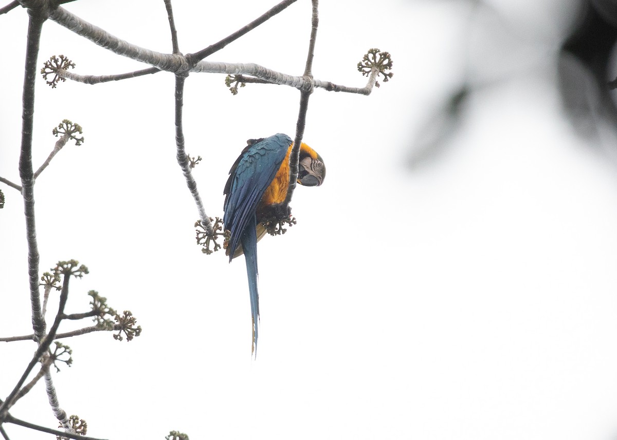 Blue-and-yellow Macaw - ML620011739