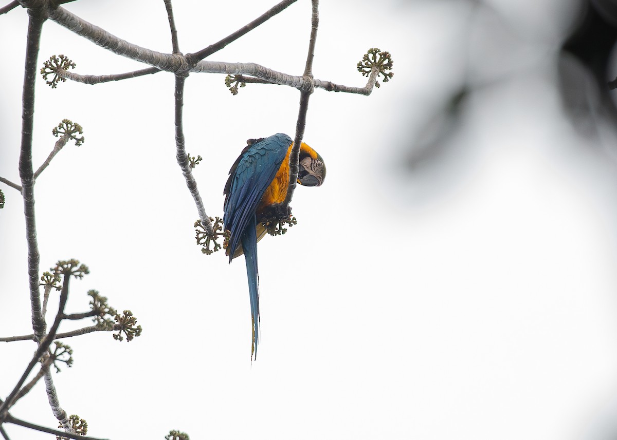 Blue-and-yellow Macaw - ML620011740