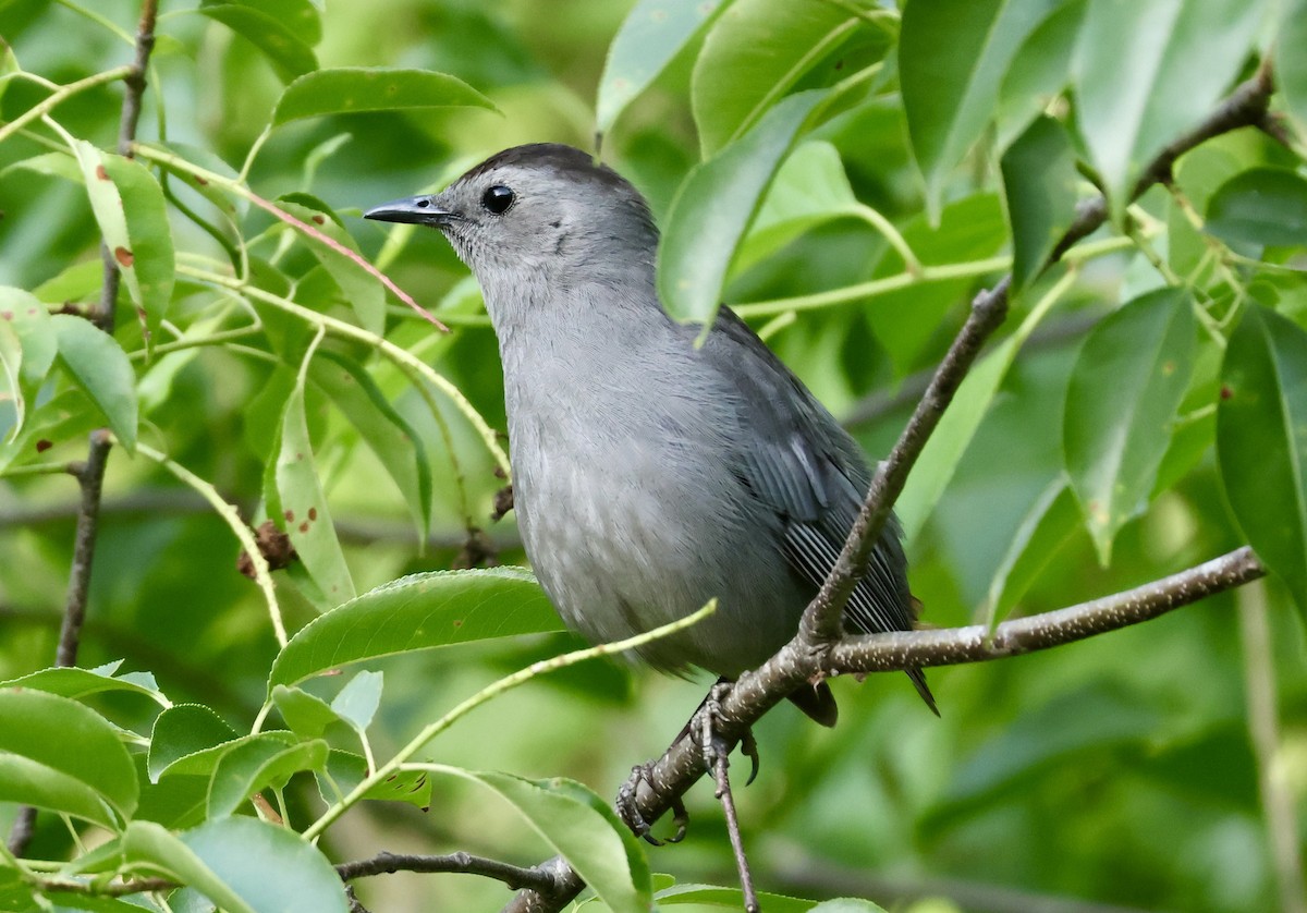 Pájaro Gato Gris - ML620011746