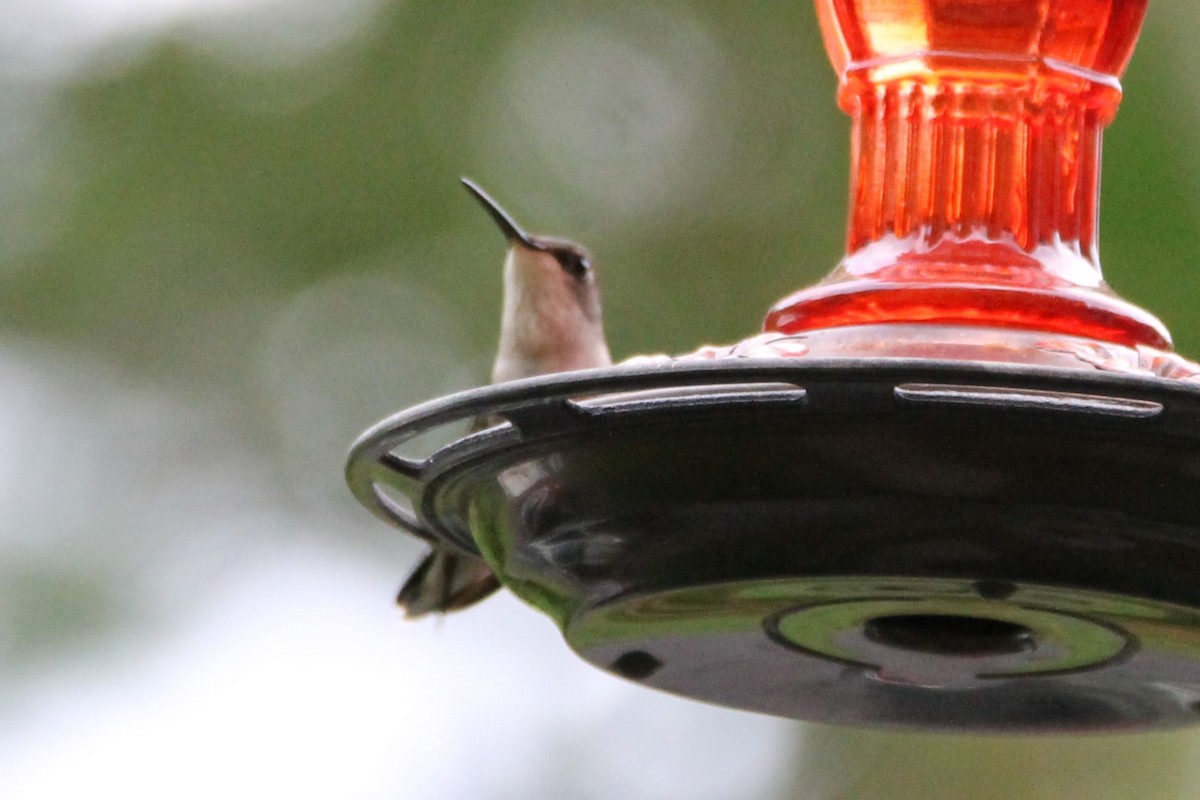 Ruby-throated Hummingbird - ML620011751