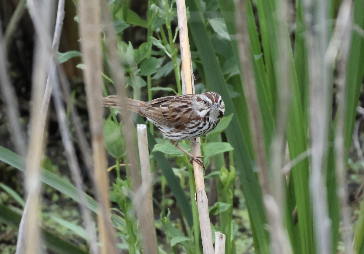 Song Sparrow - ML620011755