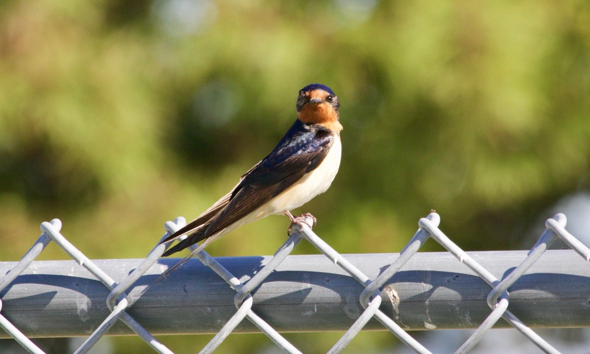 Barn Swallow - ML620011764